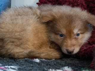 Saarloos Wolfdog dogs Extensively Health Tested Wolfdog Puppies - Advert 1