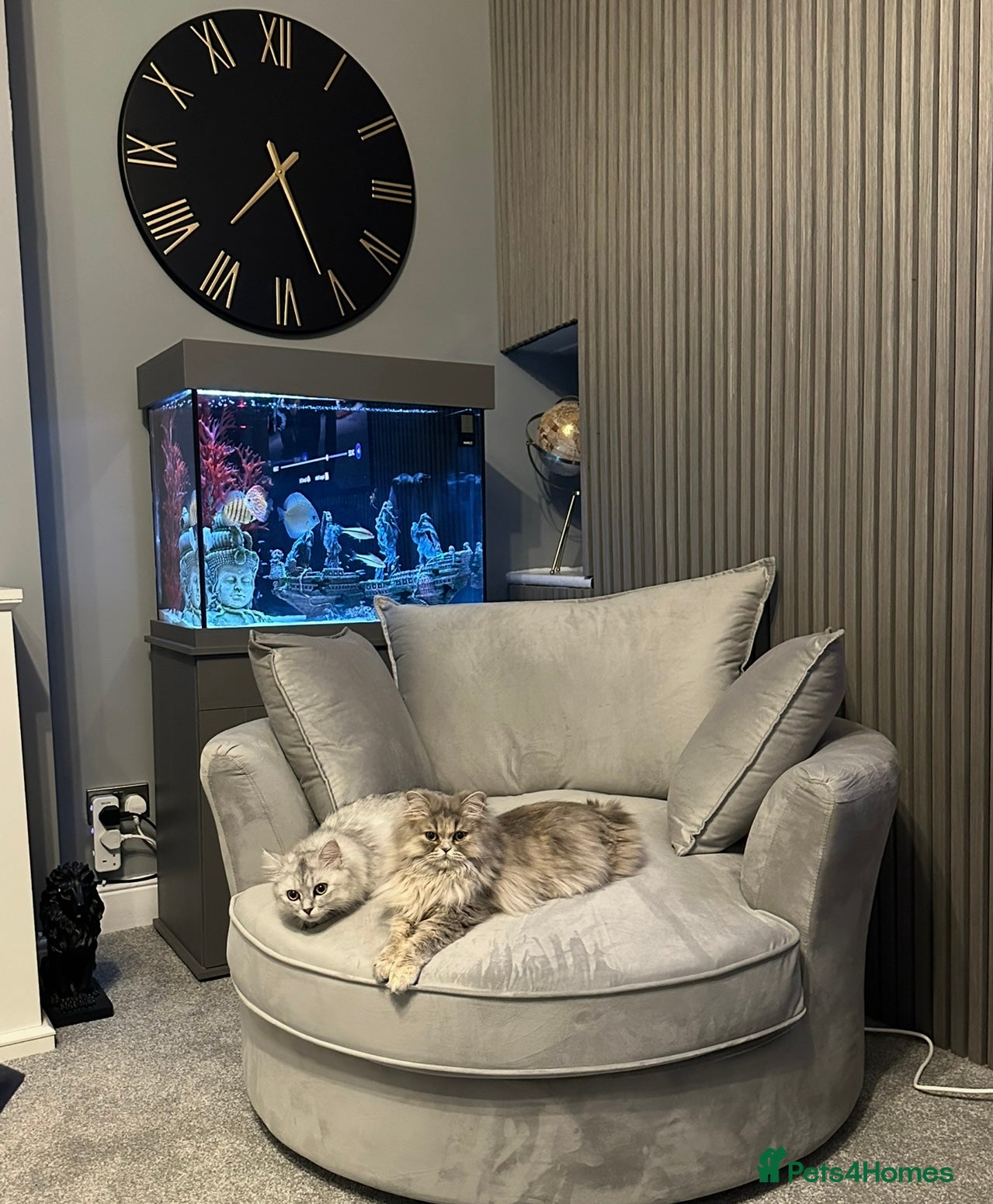 Persian cats Pure Persian long coat kitten’s - Advert 1