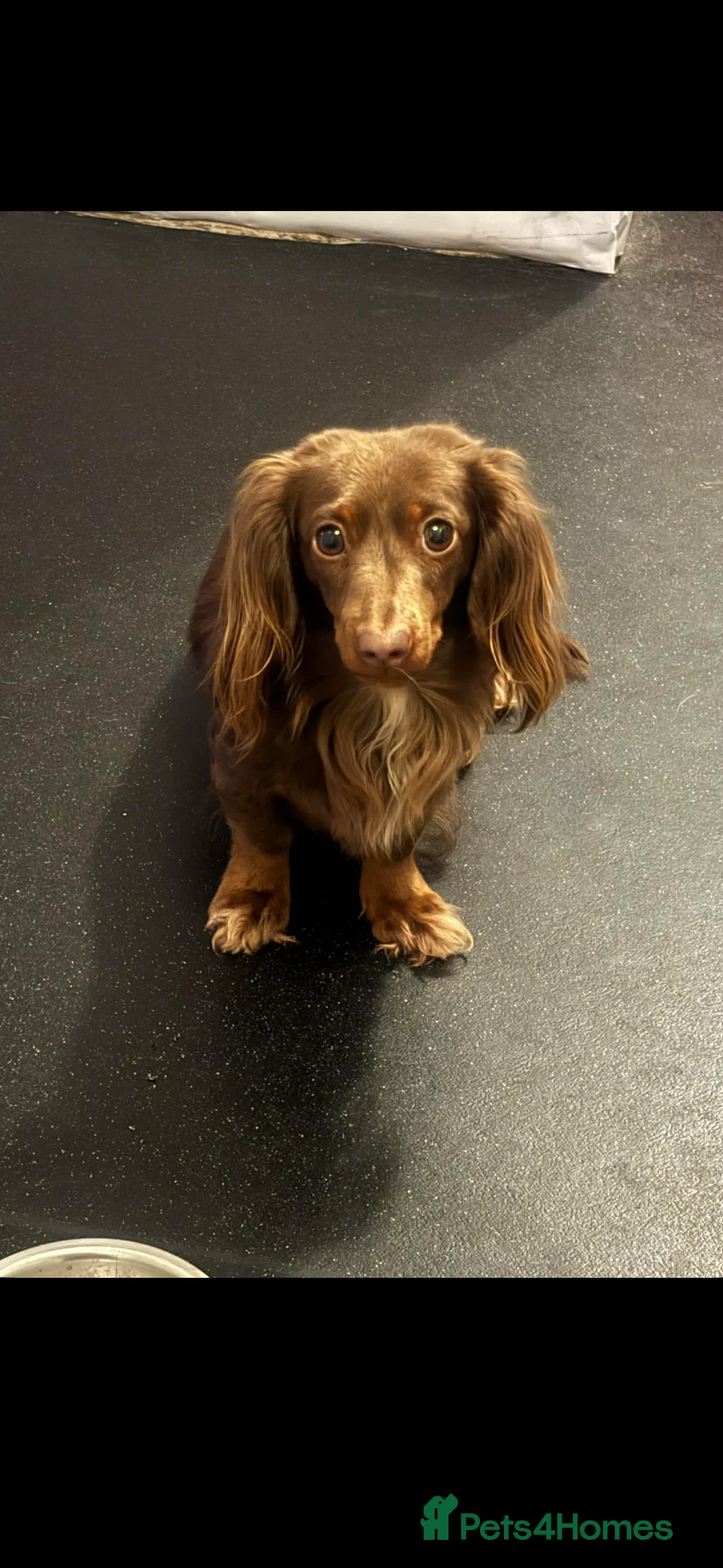 Dachshund dogs for sale: Chocolate and tan looking to be rehomed  - Advert 2