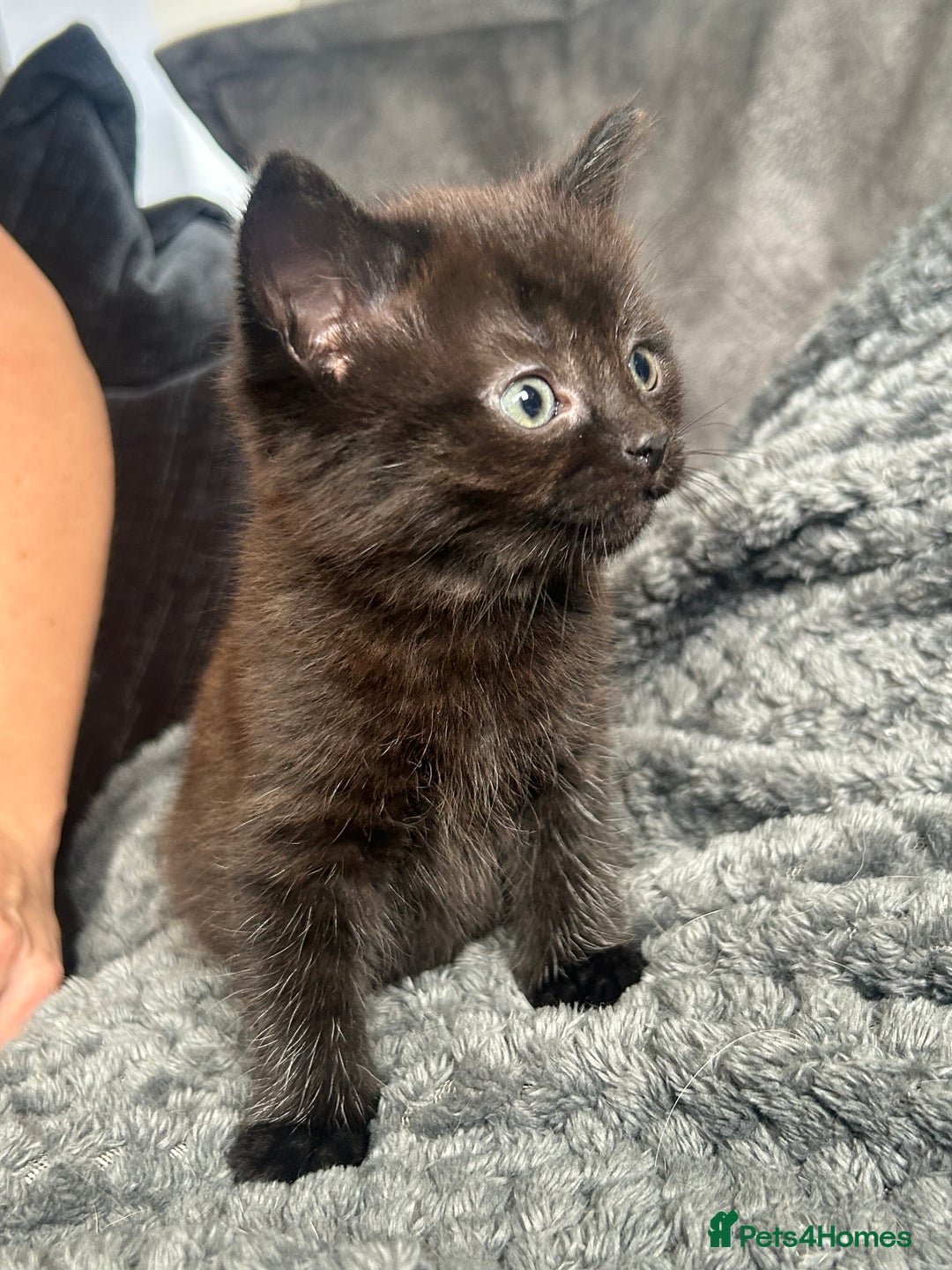 Mixed Breed cats for sale: Beautiful mixed kittens  - Image 2