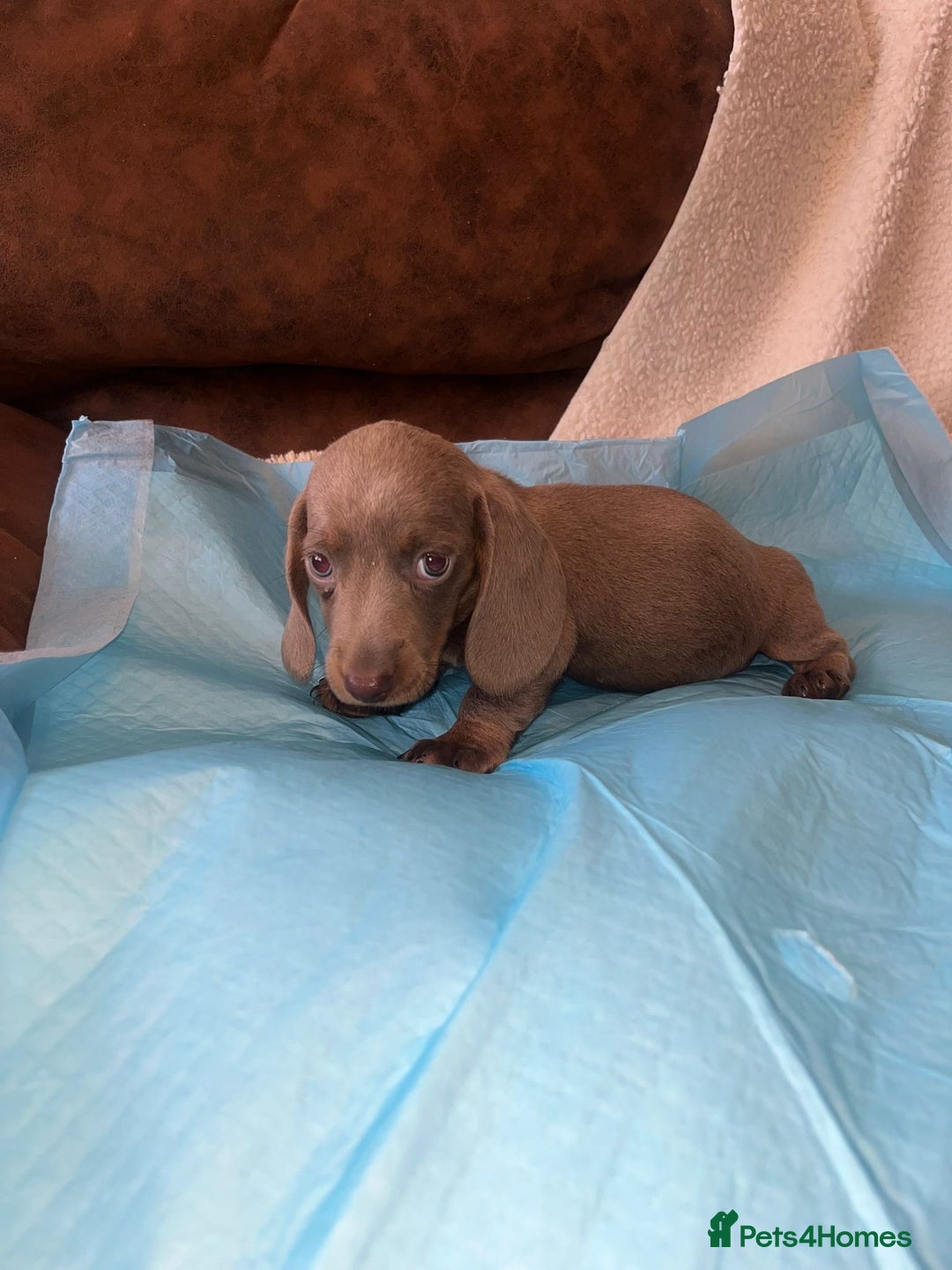 Miniature Dachshund dogs for sale: Miniature Dachshund Puppies - Image 6