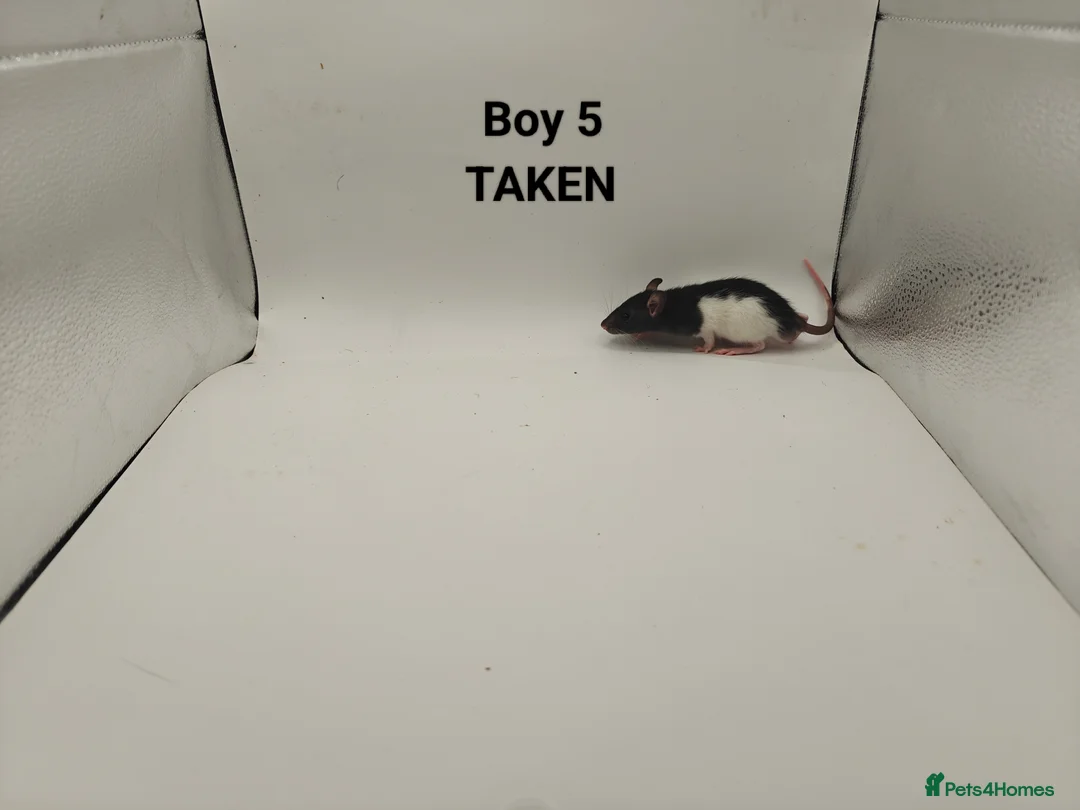 Rat rodents for sale: DEC: 24 Rats (3 Rats: 3 Boys Left) - Advert 6