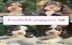Cocker Spaniel dogs for sale: Stunning show cocker spaniels  - Image 4