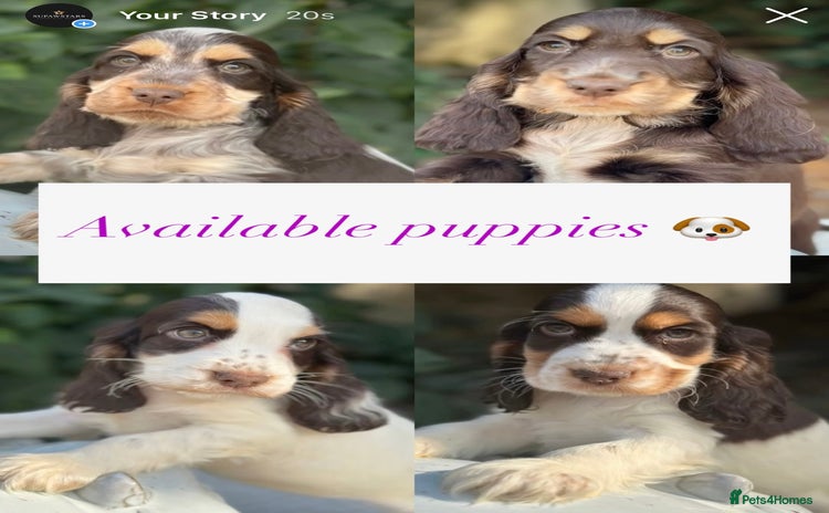 Cocker Spaniel dogs - Advert 5