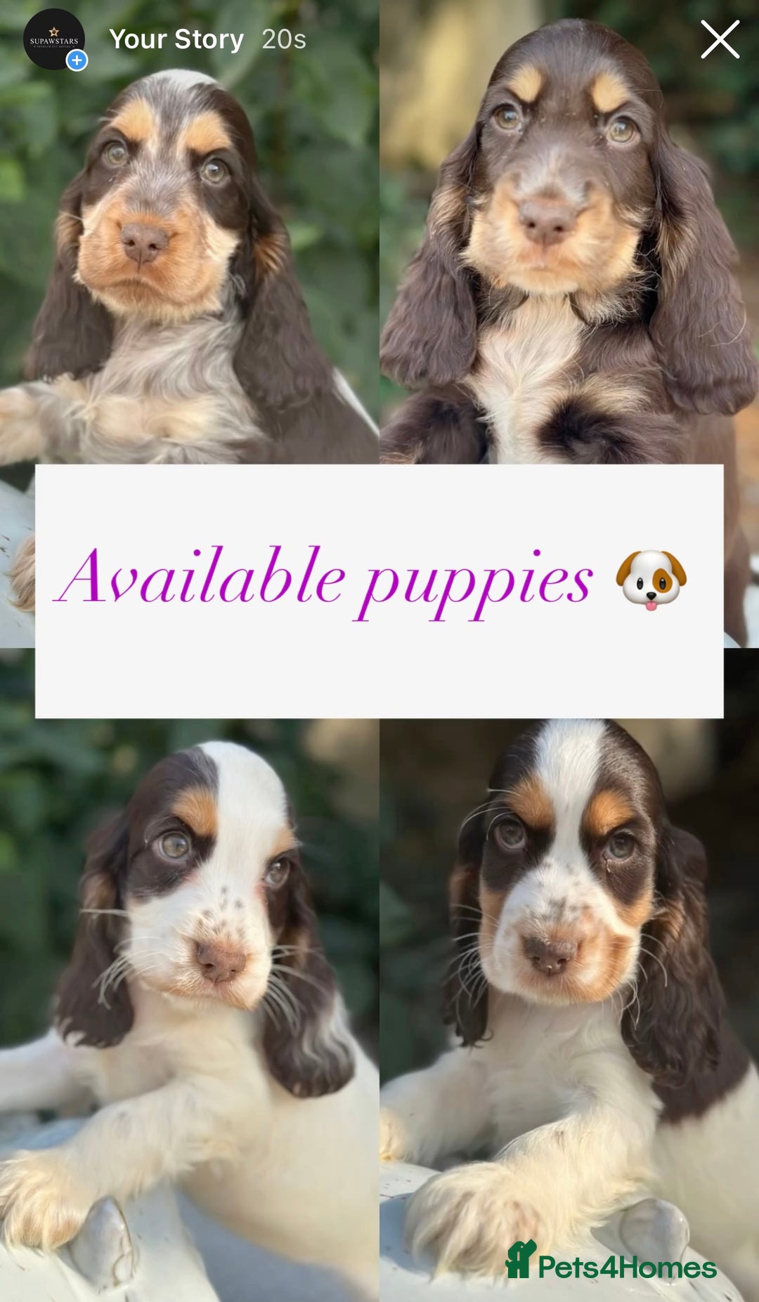 Cocker Spaniel dogs for sale: Stunning show cocker spaniels  - Image 4