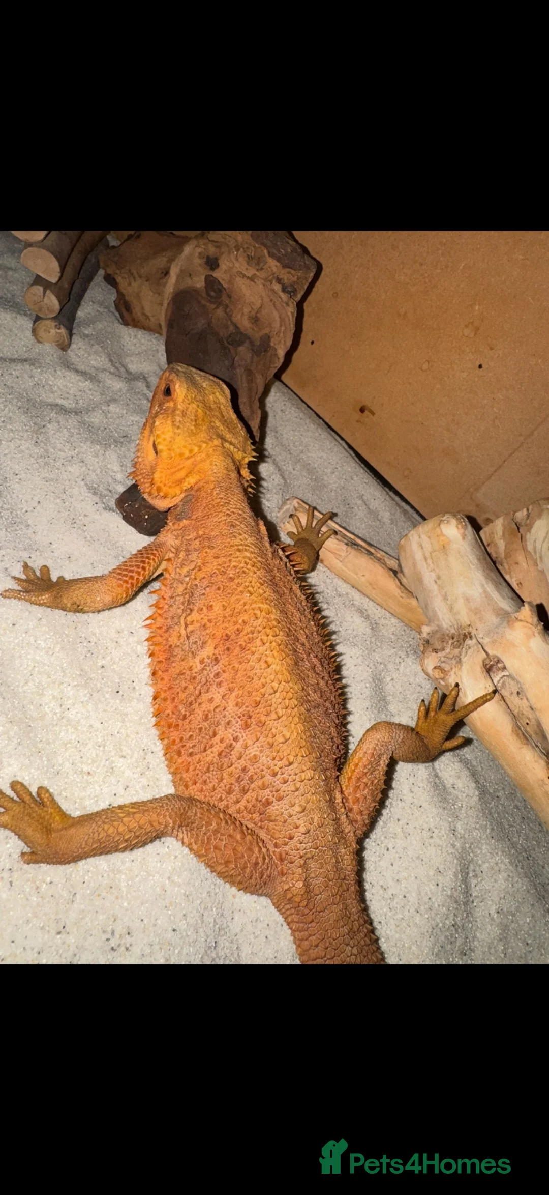 Bearded Dragon reptiles for sale: Mango the bearded dragon  - Advert 2