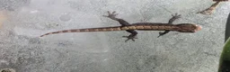 Gecko reptiles for sale: Mourning Geckos (Lepidodactylus lugubris) CB26 - Advert 4