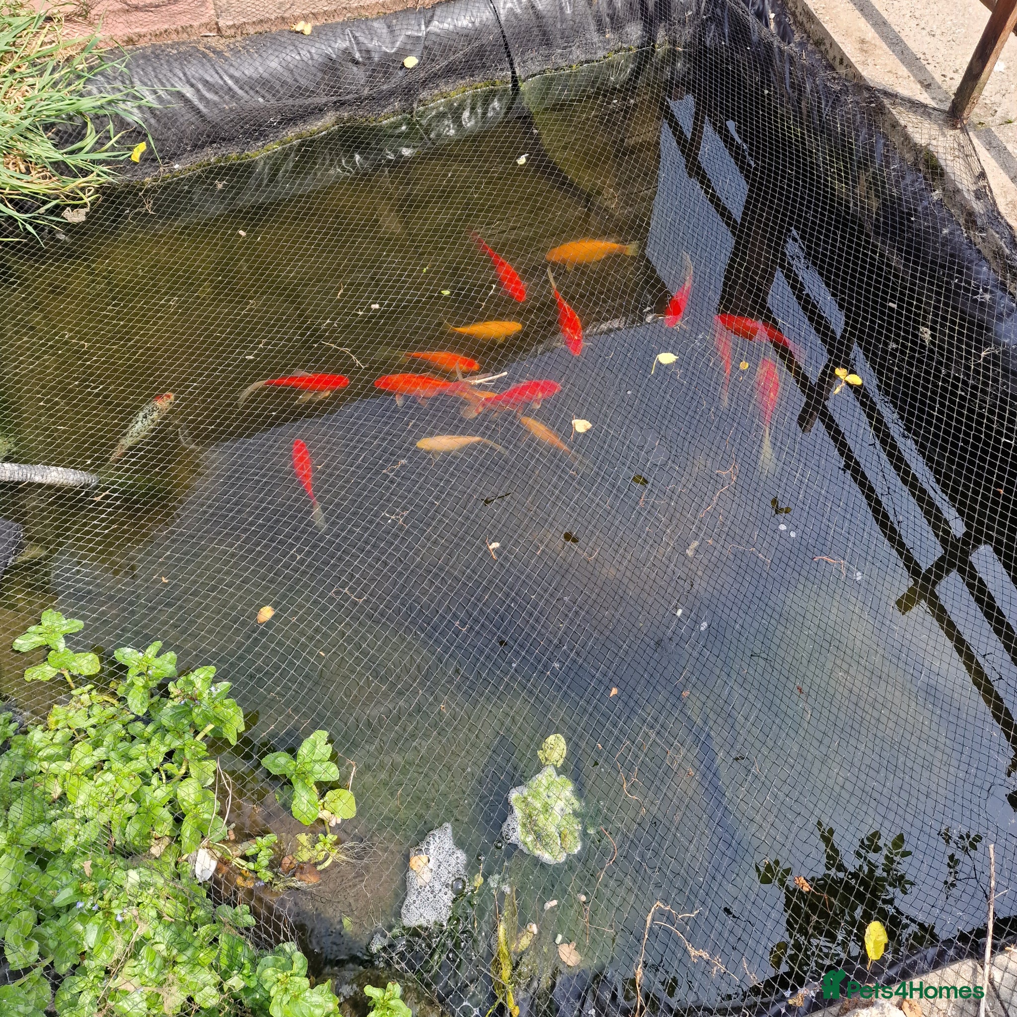 Goldfish fish Goldfish free to good home - Advert 2