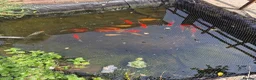 Goldfish fish for sale: Goldfish free to good home in Hayes - Advert 1