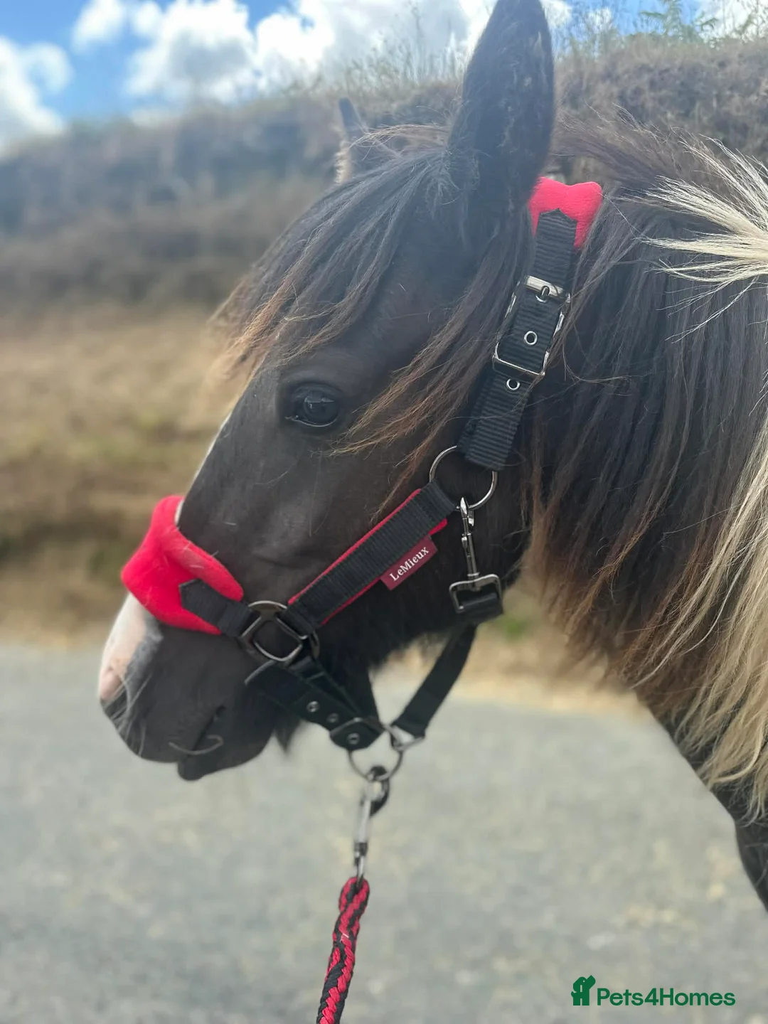 Paint horses for sale: Lola cob x paint  - Advert 2