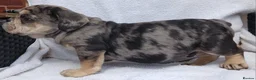 English Bulldog dogs for sale: Litter of Exotic English Bulldogs - Advert 20