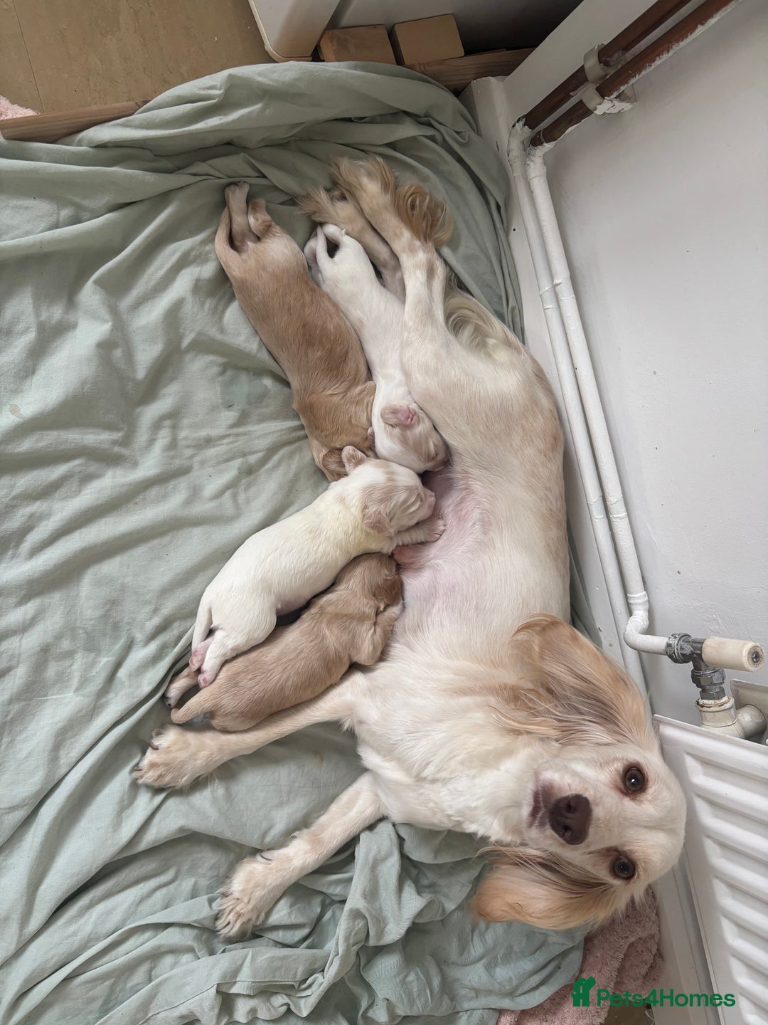 Cocker Spaniel dogs for sale: Cocker spaniel puppies  - Image 1