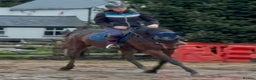 Irish Thoroughbred horses for sale: Athletic And Capable Allrounder  - Advert 8