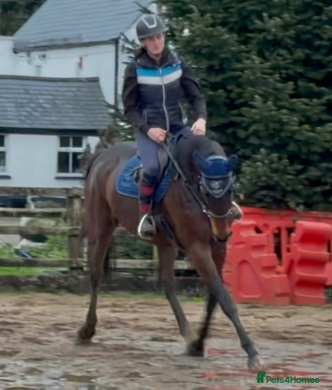 Irish Thoroughbred horses for sale: Athletic And Capable Allrounder  - Advert 8