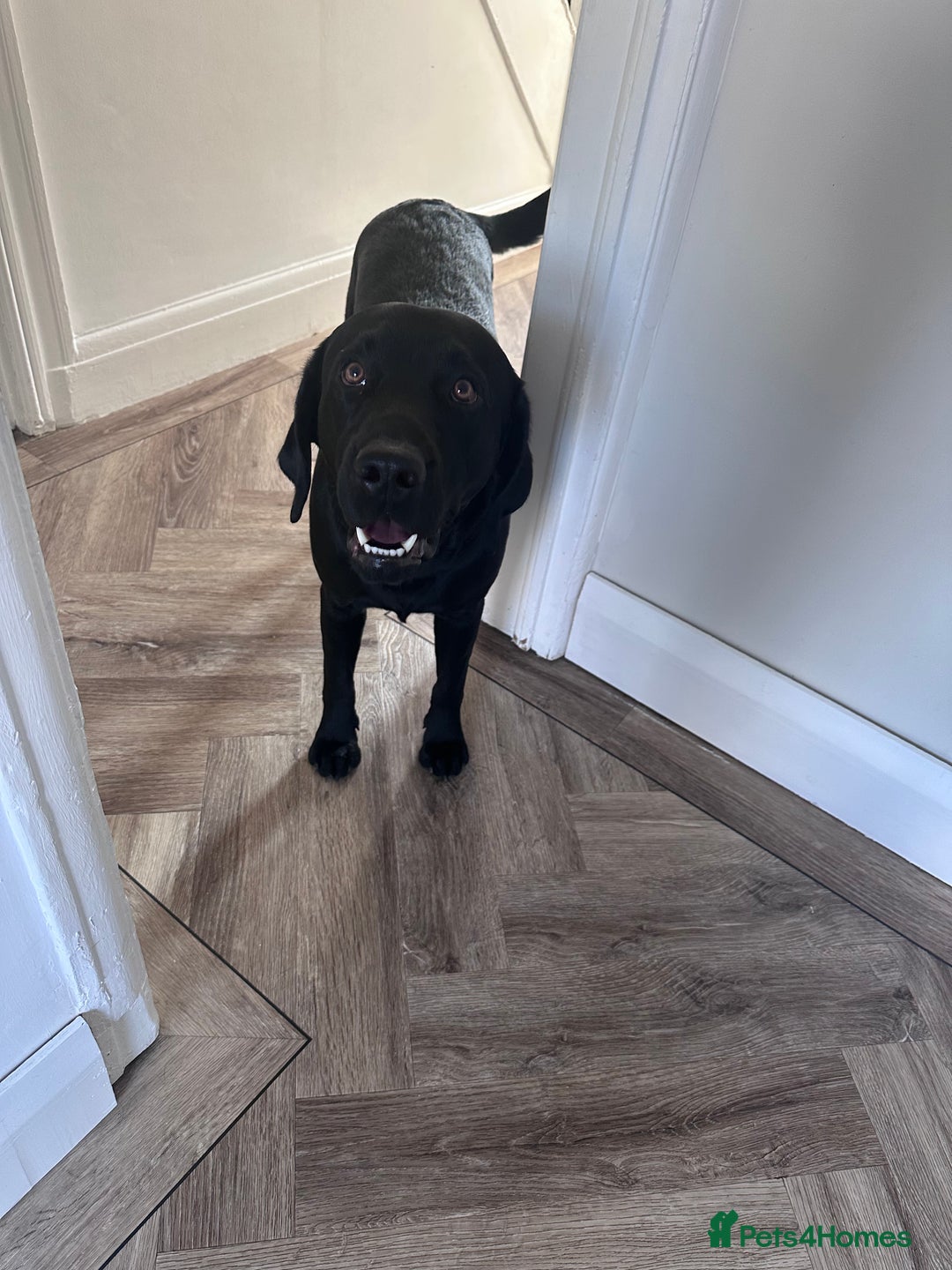 Labrador Retriever dogs for sale: Ralph - Labrador retriever  - Advert 4