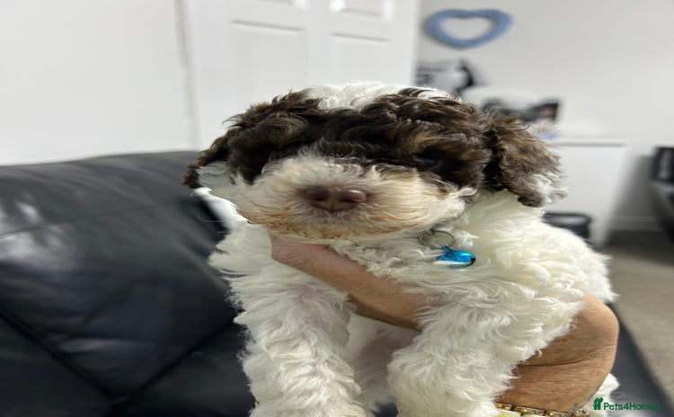 Toy Poodle dogs Toy poodle boy chocolate and white  - Advert 1