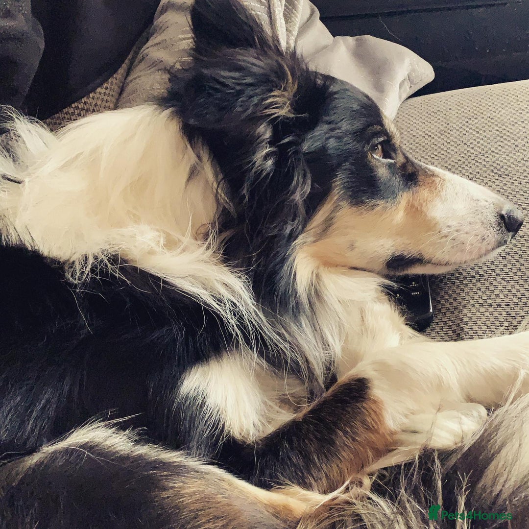 Border Collie dogs for sale: Chase the retired collie urgently needs a home  - Advert 5