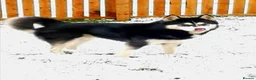 Siberian Husky dogs for stud: Siberian husky for stud in Kinross - Advert 2
