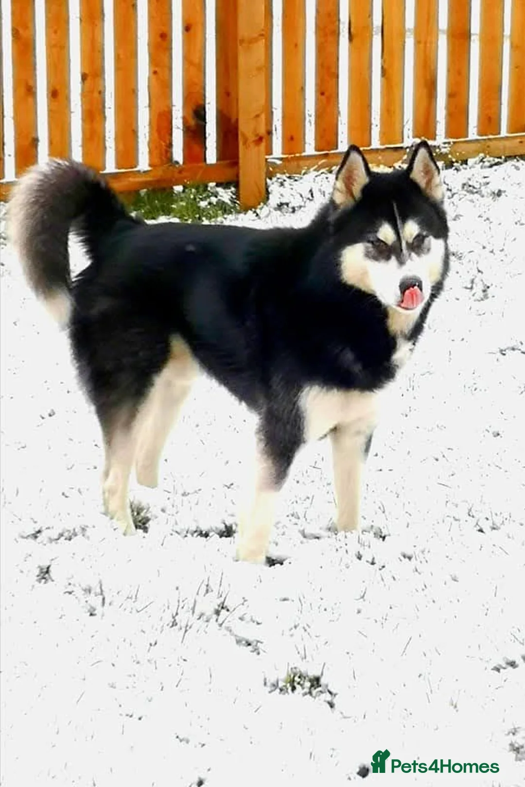 Siberian Husky dogs for stud: Siberian husky for stud in Kinross - Advert 2