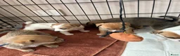 Jack Russell dogs for sale: Jack russel puppies to reserve - Advert 13