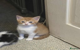 Mixed Breed cats for sale: Kittens for sale  - Image 7
