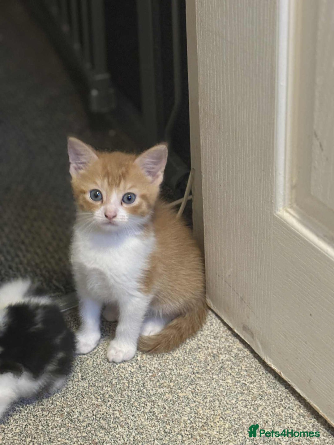 Mixed Breed cats for sale: Kittens for sale  - Image 7