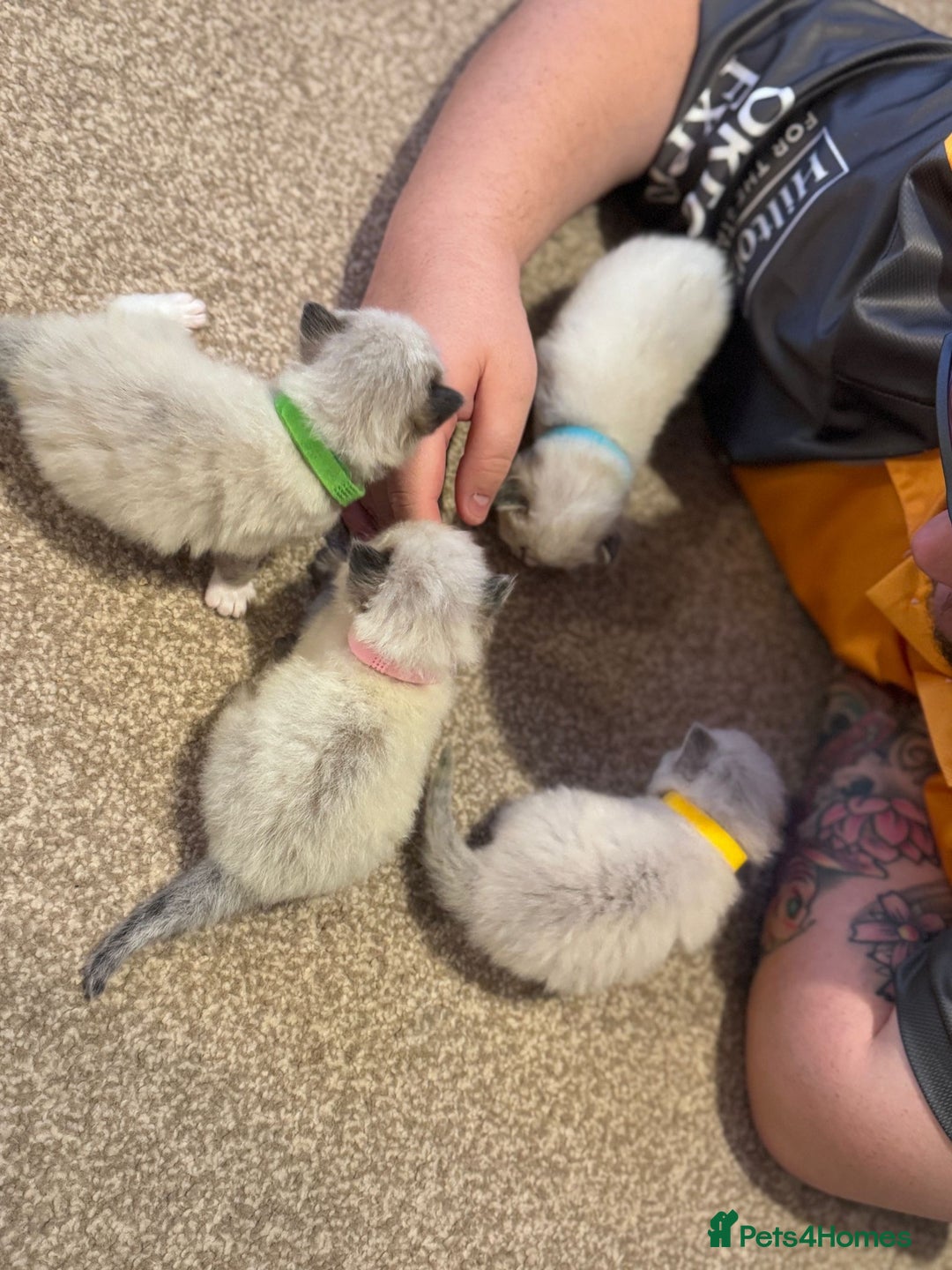 Ragdoll cats for sale: Absolutely stunning Ragdoll kittens for sale - Image 6