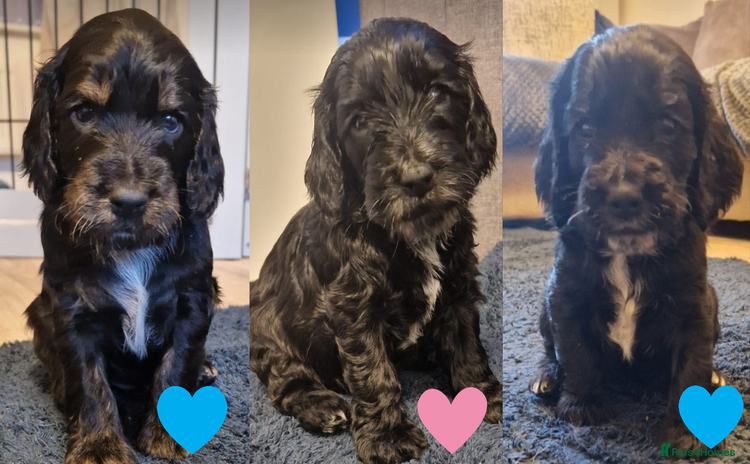 Cockapoo dogs in Brighouse - Advert 2