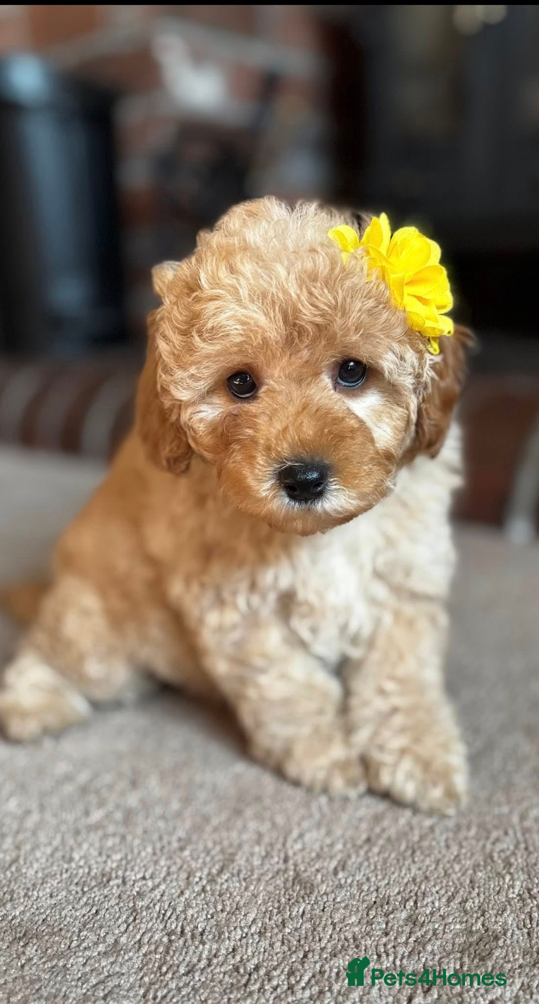 Cavapoo dogs Honey -F1b Golden Girl available  - Advert 13