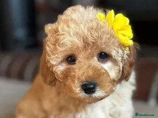 Cavapoo dogs Honey -F1b Golden Girl available - Advert 13