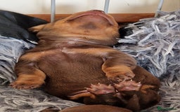 Dachshund dogs for sale: Miniature Daschund  - Image 8