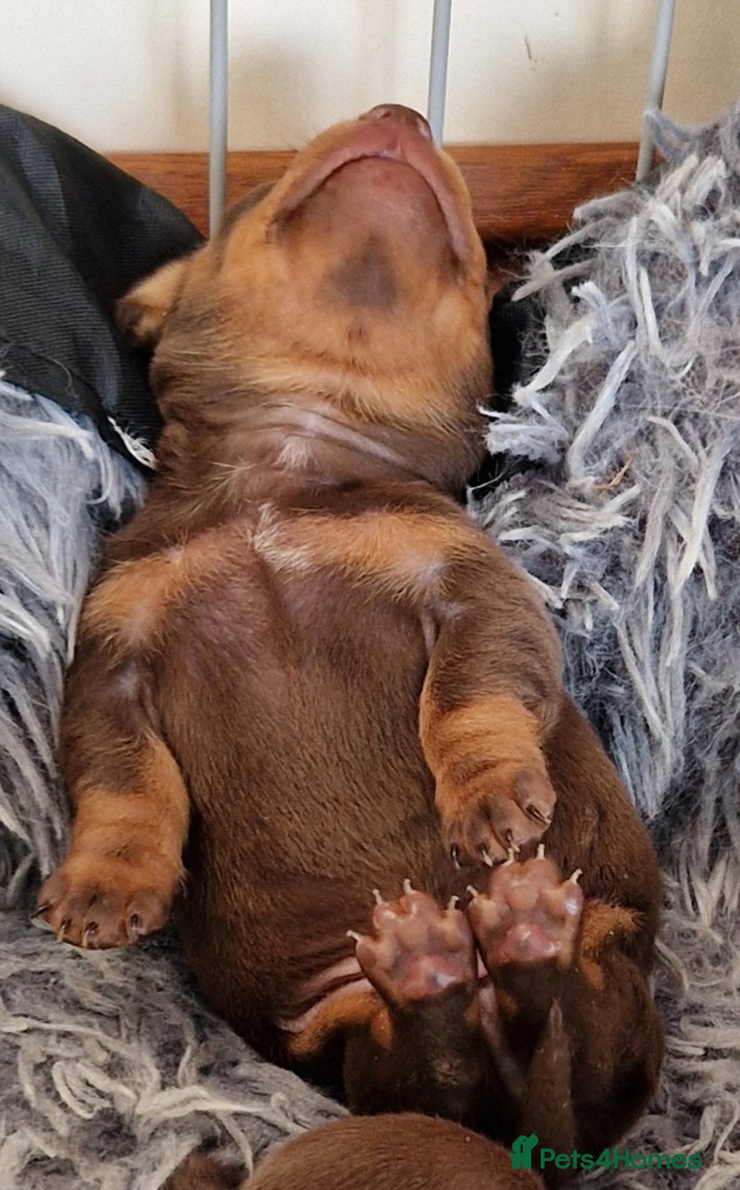 Dachshund dogs for sale: Miniature Daschund  - Image 8