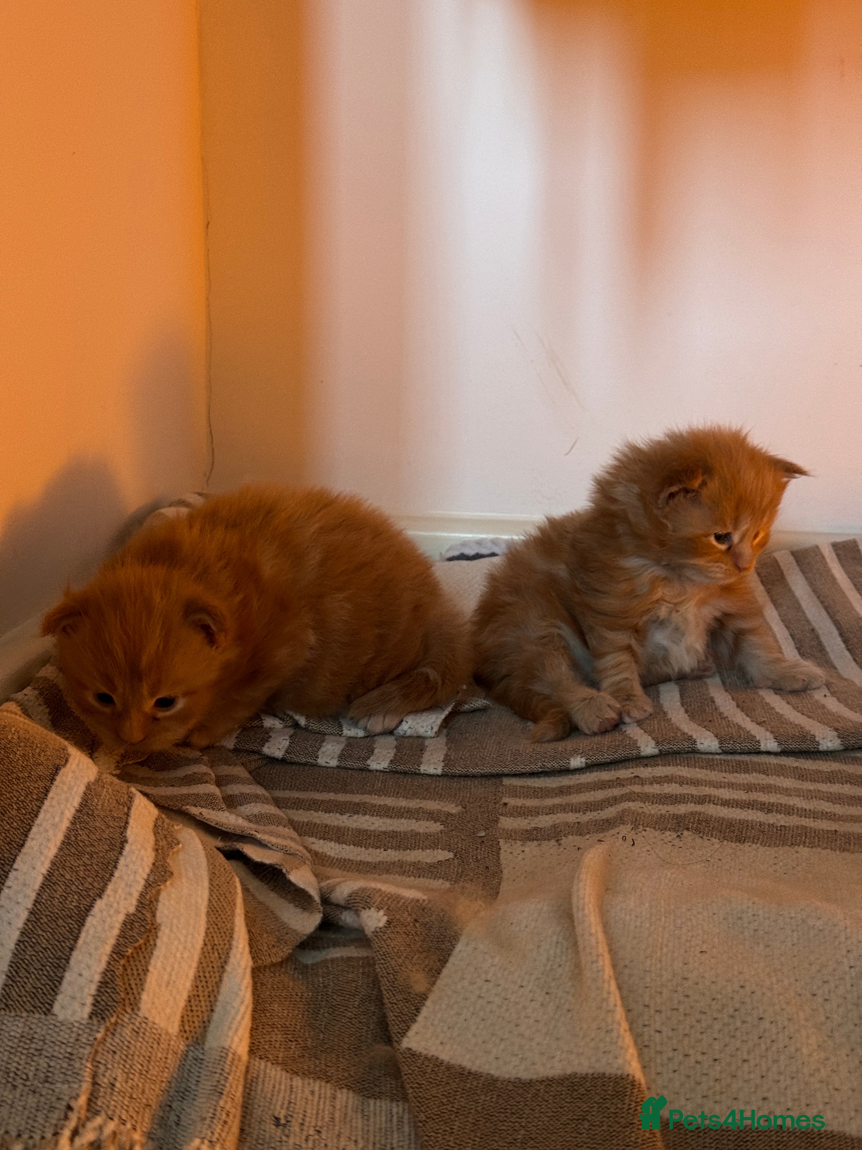 Maine Coon cats Gorgeous large Maine Coon kittens 🦁 - Advert 4