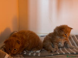 Maine Coon cats Gorgeous large Maine Coon kittens 🦁 - Advert 4