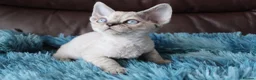 Devon Rex cats for sale:  GCCF Champion sired kittens ready now! - Advert 23