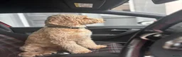 Mixed Breed dogs for stud: Bear, F1 cockapoo for stud  - Advert 10