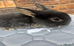 Mini Lop rabbits for sale: Pure mini lops  - Image 8