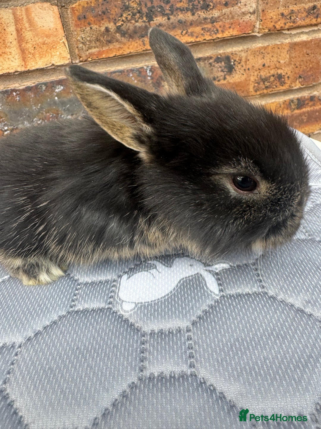 Mini Lop rabbits for sale: Pure mini lops  - Image 8