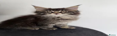 Black Tabby Girl
