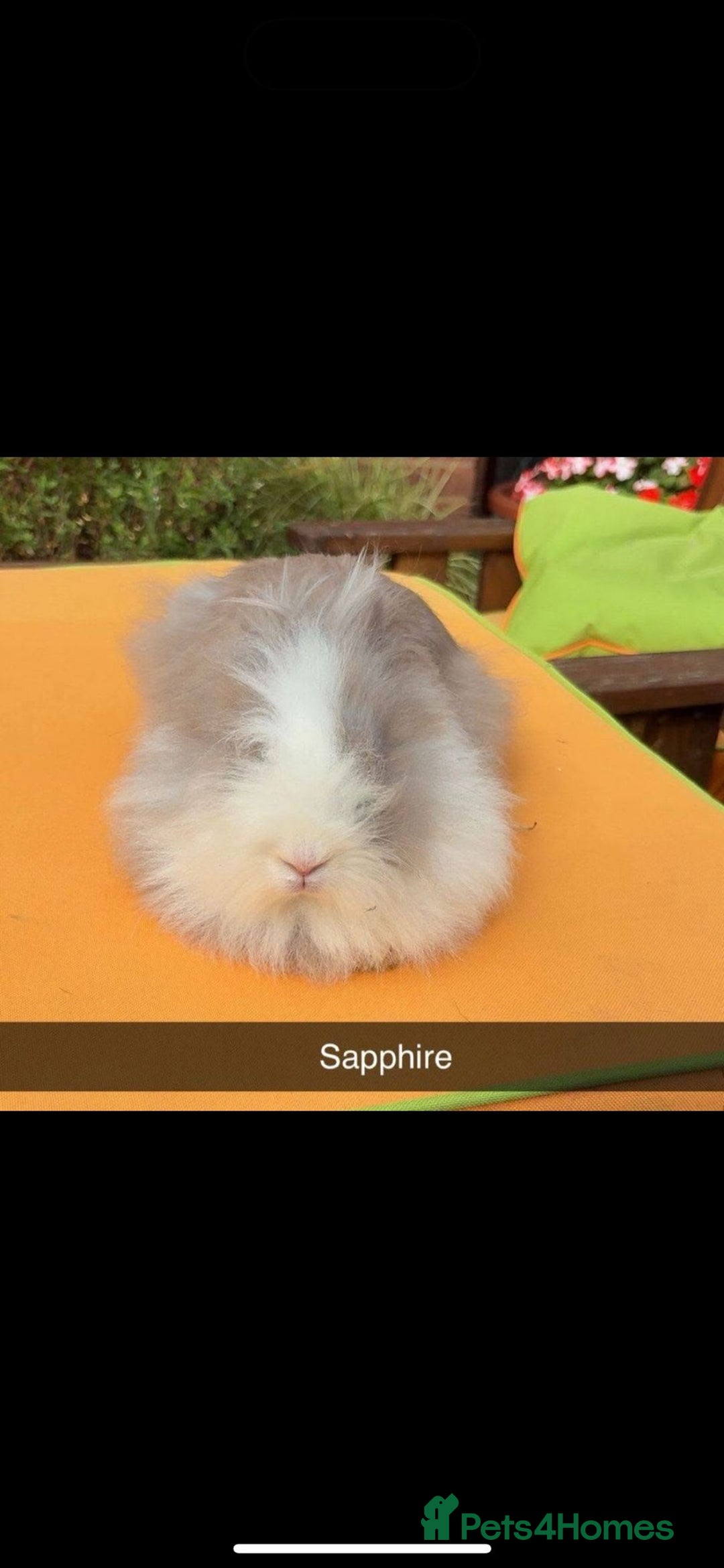 Mixed Breed rabbits for sale: Rescue Bunnies for Adoption  - Image 17