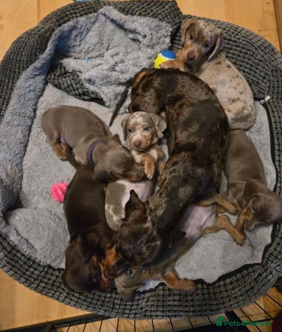 Miniature Dachshund dogs Gorgeous Litter of Miniature Dachshund Puppiies - Advert 2