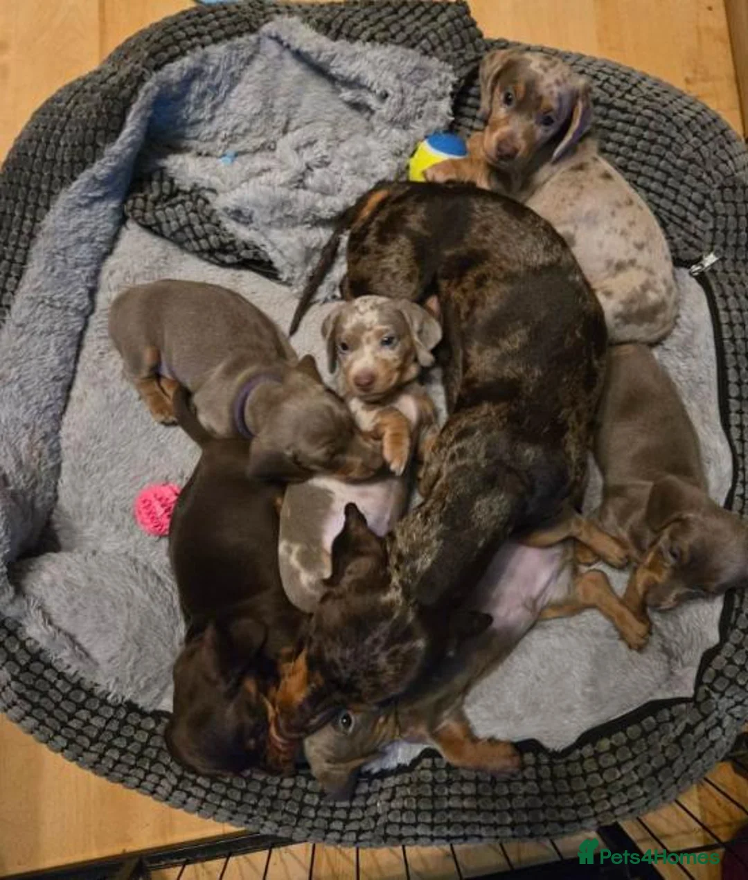 Miniature Dachshund dogs for sale: Gorgeous Litter of Miniature Dachshund Puppiies in Solihull - Advert 1