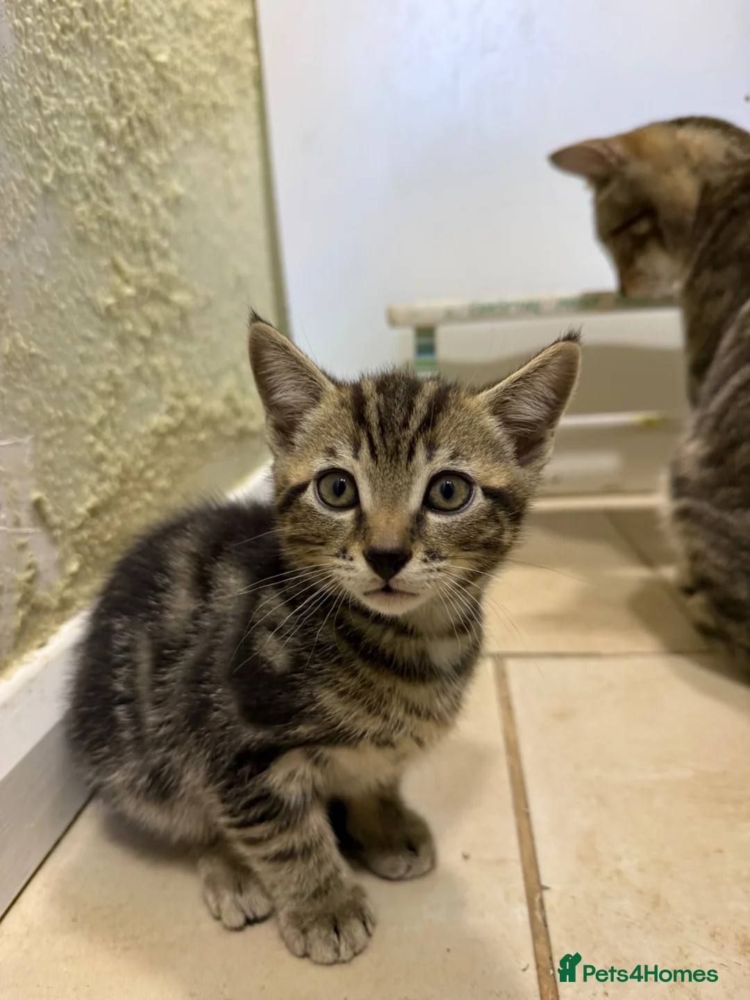 Mixed Breed cats for sale: Beautiful kittens for sale - Advert 8