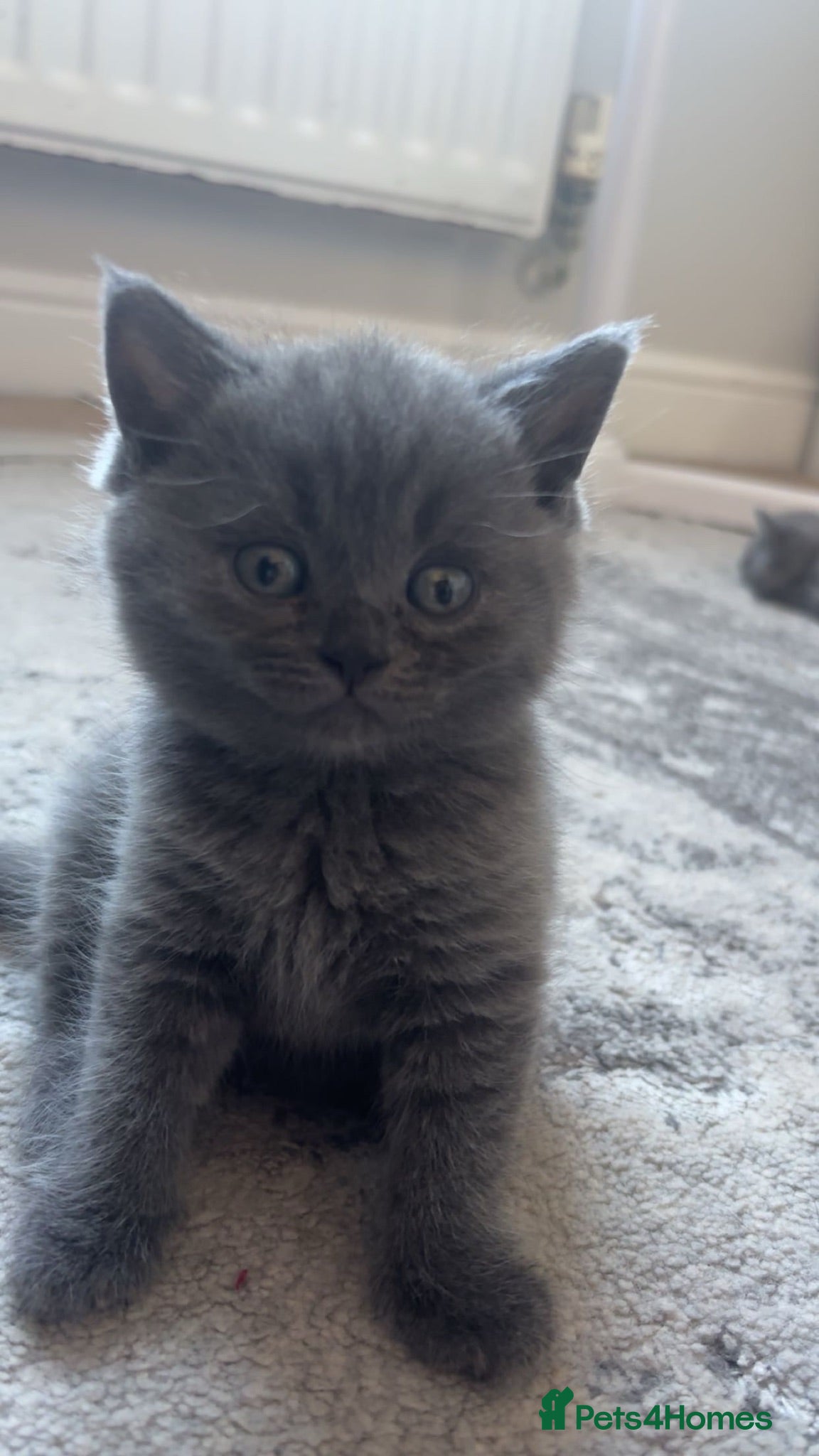 British Shorthair cats 2 girls & 2 boys British blue shorthair kittens🐾 - Advert 1