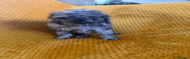 Cockapoo 3