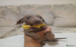 Miniature Dachshund dogs for sale: 5 miniature dachshund - Image 20
