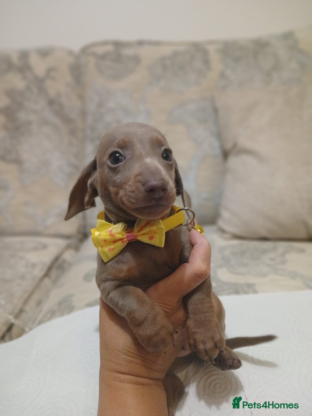 Miniature Dachshund dogs for sale: 5 miniature dachshund - Image 20
