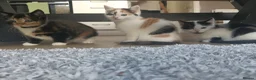 Mixed Breed cats for sale: 4 Beautiful cheeky kittens  - Advert 1