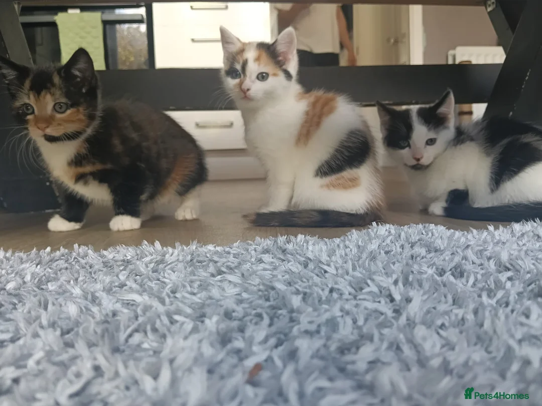 Mixed Breed cats for sale: 4 Beautiful cheeky kittens  - Advert 1