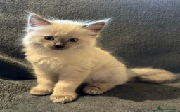 Ragcoon cats for sale: Stunning Maine Coon x Ragdoll kittens - Image 5